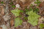 Foamflower